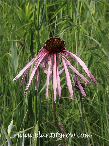 The petals (ray flowers) are thinner than the normal Purple Coneflower and they have a greater reflex.